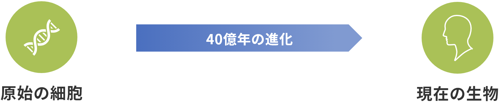 DNAの自然な変異図